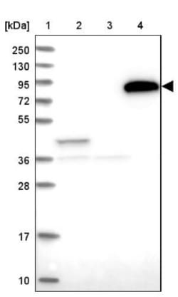 NCKAP5L Antibody, Novus Biologicals:Antibodies:Primary Antibodies