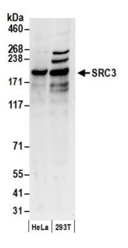 NCOA3/AIB1 Antibody, Novus Biologicals 0.1mL; Unlabeled:Antibodies, Polyclonal
