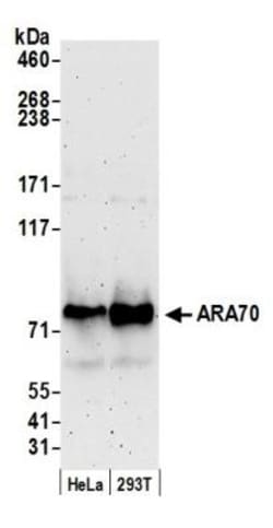 NCOA4 Antibody, Novus Biologicals 0.1mg; Unlabeled:Antibodies, Polyclonal