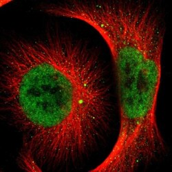 NCOA6 Antibody, Novus Biologicals:Antibodies:Primary Antibodies