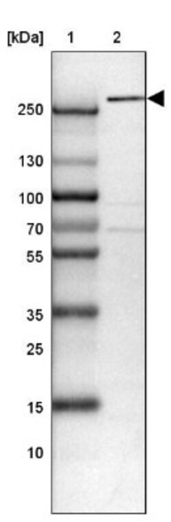 NCOA6 Antibody, Novus Biologicals:Antibodies:Primary Antibodies