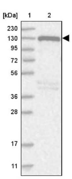 NCOA7 Antibody, Novus Biologicals 0.1mL; Unlabeled:Antibodies, Polyclonal