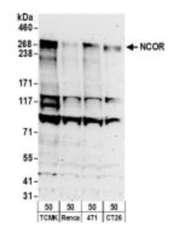NCOR1 Antibody, Novus Biologicals 0.1 mL | Buy Online | Novus Biologicals | Fisher Scientific