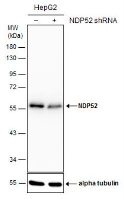 NDP52 Antibody (1813), Novus Biologicals 0.1mL; Unlabeled:Antibodies, Monoclonal