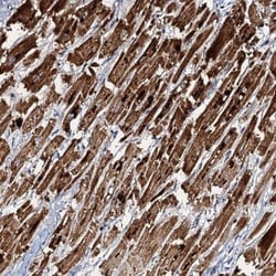 NDUFA12 Antibody, Novus Biologicals:Antibodies:Primary Antibodies