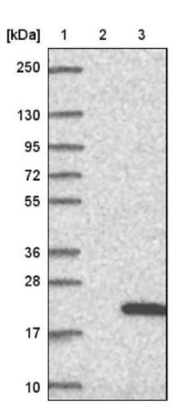 NDUFA12 Antibody, Novus Biologicals:Antibodies:Primary Antibodies