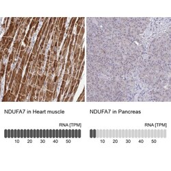 NDUFA7 Antibody, Novus Biologicals 25 &mu;L | Buy Online | Novus Biologicals | Fisher Scientific