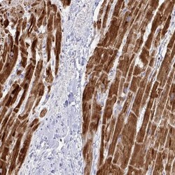 NDUFA7 Antibody, Novus Biologicals 25 &mu;L | Buy Online | Novus Biologicals | Fisher Scientific