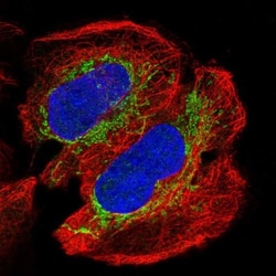NDUFAB1 Antibody, Novus Biologicals:Antibodies:Primary Antibodies