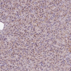 NDUFB4 Antibody, Novus Biologicals 25 &mu;L, Unlabeled:Antibodies, Polyclonal
