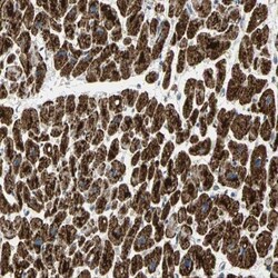 NDUFB5 Antibody, Novus Biologicals:Antibodies:Primary Antibodies