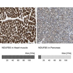 NDUFB5 Antibody, Novus Biologicals:Antibodies:Primary Antibodies