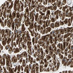 NDUFB5 Antibody, Novus Biologicals:Antibodies:Primary Antibodies