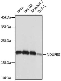 NDUFB8 Rabbit anti-Human, Mouse, Rat, Clone: 6T8G1, Novus Biologicals 100