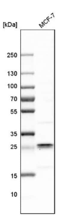 NDUFS3 Antibody, Novus Biologicals:Antibodies:Primary Antibodies