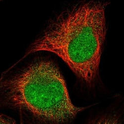 NECAB1 Antibody, Novus Biologicals 0.1mL; Unlabeled:Antibodies, Polyclonal