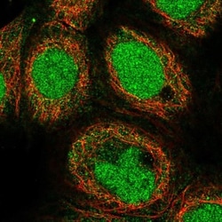 NECAB1 Antibody, Novus Biologicals 0.1mL; Unlabeled:Antibodies, Polyclonal