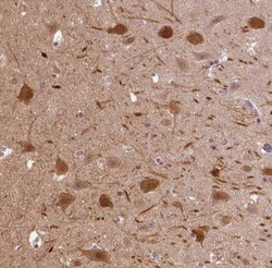 NECAB1 Antibody, Novus Biologicals 0.1mL; Unlabeled:Antibodies, Polyclonal