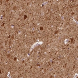 NECAB1 Antibody, Novus Biologicals 0.1mL; Unlabeled:Antibodies, Polyclonal