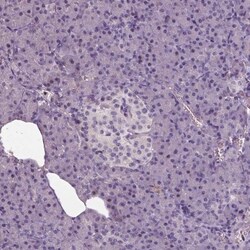 NECAB1 Antibody, Novus Biologicals 0.1mL; Unlabeled:Antibodies, Polyclonal
