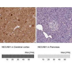NECAB1 Antibody, Novus Biologicals 0.1mL; Unlabeled:Antibodies, Polyclonal