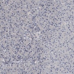 NECAB1 Antibody, Novus Biologicals 0.1mL; Unlabeled:Antibodies, Polyclonal