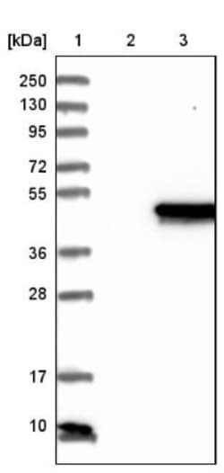 NECAB1 Antibody, Novus Biologicals 0.1mL; Unlabeled:Antibodies, Polyclonal