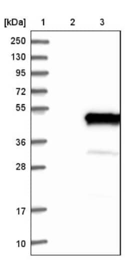 NECAB1 Antibody, Novus Biologicals 0.1mL; Unlabeled:Antibodies, Polyclonal