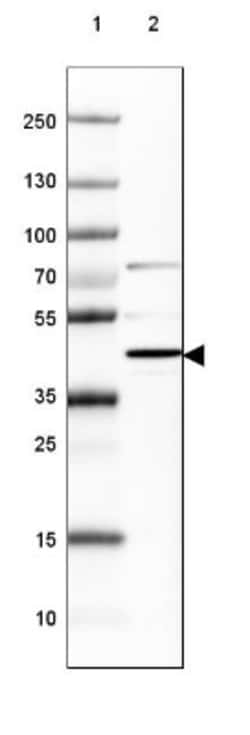 NECAB1 Antibody, Novus Biologicals 0.1mL; Unlabeled:Antibodies, Polyclonal