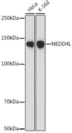 NEDD4L Rabbit anti-Human, Clone: 3W9J2, Novus Biologicals 100 &mu;g | Buy Online | Novus Biologicals | Fisher Scientific