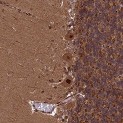 APPBP1 Antibody, Novus Biologicals 25 &mu;L, Unconjugated:Antibodies, Polyclonal
