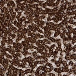 NEDP1/SENP8 Antibody, Novus Biologicals:Antibodies:Primary Antibodies