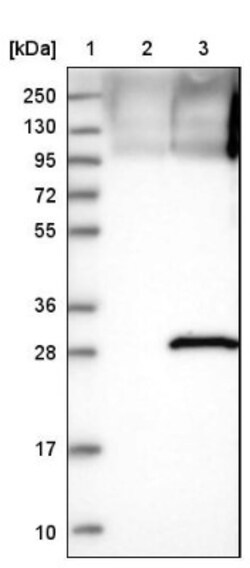 NEDP1/SENP8 Antibody, Novus Biologicals:Antibodies:Primary Antibodies