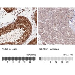 NEK3 Antibody, Novus Biologicals 0.1mL; Unlabeled:Antibodies, Polyclonal