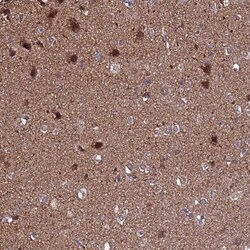 NELF Antibody, Novus Biologicals 0.1mL; Unlabeled:Antibodies, Polyclonal