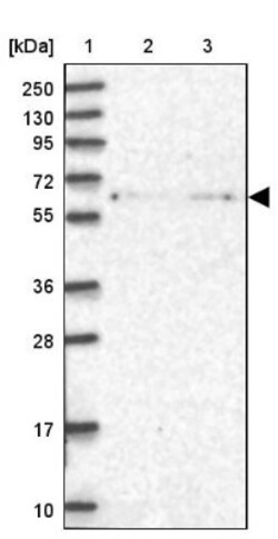 NELF Antibody, Novus Biologicals 0.1mL; Unlabeled:Antibodies, Polyclonal
