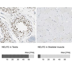 NELF-E Antibody, Novus Biologicals 25 &mu;L; Unlabeled:Antibodies, Polyclonal