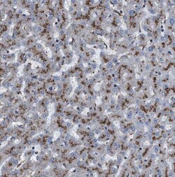 NEU-1/Sialidase-1 Antibody, Novus Biologicals 0.1mL; Unlabeled:Antibodies,