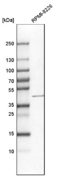 NEU-1/Sialidase-1 Antibody, Novus Biologicals 0.1mL; Unlabeled:Antibodies,