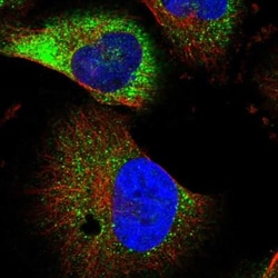 NEURL1B Antibody, Novus Biologicals:Antibodies:Primary Antibodies