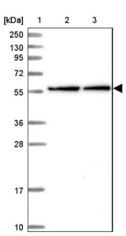 NEURL1B Antibody, Novus Biologicals:Antibodies:Primary Antibodies