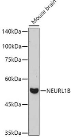 NEURL1B Rabbit anti-Human, Mouse, Rat, Polyclonal, Novus Biologicals 20 &mu;g | Buy Online | Novus Biologicals | Fisher Scientific