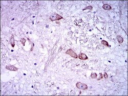 NF-H Antibody (8H10) - BSA Free, Novus Biologicals 0.1mL; Unlabeled:Antibodies,