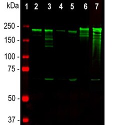 NF-H Antibody (NAP4), Novus Biologicals 0.025 mL; Unconjugated:Antibodies,