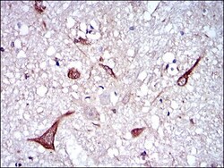 NF-L Antibody (2G10) - BSA Free, Novus Biologicals 0.1mL; Unlabeled:Antibodies,