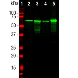 NF-L Antibody, Novus Biologicals 0.05mL; Unlabeled:Antibodies, Polyclonal