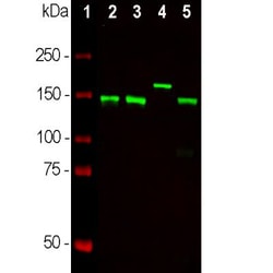 NF-M Antibody (3H11), Novus Biologicals 0.05mL; Unlabeled:Antibodies, Monoclonal