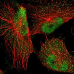 NFIA Antibody, Novus Biologicals 0.1mL; Unlabeled:Antibodies, Polyclonal