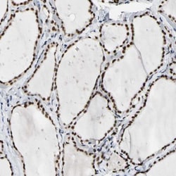 NFIA Antibody, Novus Biologicals:Antibodies:Primary Antibodies
