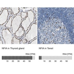 NFIA Antibody, Novus Biologicals:Antibodies:Primary Antibodies